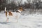 A hunting dog, a fox terrier, stands in the snow. wild land.