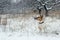 A hunting dog, a fox terrier, stands in the snow. wild nature.