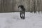 Hunting dog German breed hard wire hair, drathaar in the forest in winter