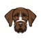 Hunting dog german wirehaired pointer . Vector illustration.