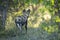 Hunting dog looking into the bush looking alert in Khwai River in Okavango Delta in Botswana