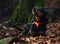 Hunting dog lying on leaves and looking at his master