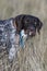 A hunting dog with a mouthful of Porcupine quills