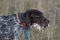 A hunting dog with a mouthful of Porcupine quills