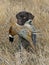 A Hunting Dog with a Pheasant