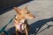 Hunting dog of the Podenco breed sitting in the sun