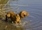 hunting dog in pond