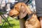 Hunting dog, purebred breed, close-up on the nature