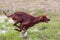 Hunting dog running on the meadow