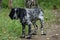 A hunting dog stands on a forest path