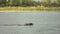 Hunting dog swims across the river