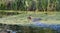 Hunting dog swims on the lake in search of ducks