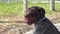 A hunting dog is waiting for its owner on the street.