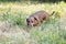 A hunting dog walks along the grass dachshund, Basset