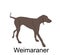 Hunting dog Weimaraner vector illustration isolated on white