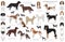 Hunting dogs collection isolated on white clipart. Flat style. Different color, portraits and silhouettes