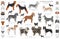 Hunting dogs collection isolated on white clipart. Flat style. Different color, portraits and silhouettes