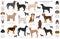 Hunting dogs collection isolated on white clipart. Flat style. Different color, portraits and silhouettes