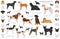 Hunting dogs collection isolated on white clipart. Flat style. Different color, portraits and silhouettes