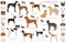 Hunting dogs collection isolated on white clipart. Flat style. Different color, portraits and silhouettes