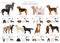 Hunting dogs collection isolated on white. Flat style. Different color and country of origin