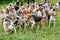 Hunting dogs, hunter hounds, beagle dogs, beagle hounds waiting for hunt