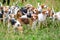 Hunting dogs, hunter hounds, beagle dogs, beagle hounds waiting for hunt