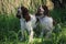 Hunting dogs Russian spaniel. Two dogs of the same coloring. White with brown