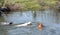 Hunting dogs swim to retrieve a duck from the the river.