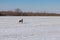 Hunting Drathaar in winter, German dog is taking a trail