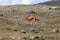 Hunting ethiopian wolf, Canis simensis, Ethiopia