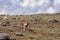 Hunting ethiopian wolf, Canis simensis, Ethiopia