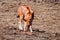 Hunting ethiopian wolf, Canis simensis, Ethiopia