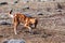 Hunting ethiopian wolf, Canis simensis, Ethiopia