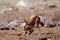 Hunting ethiopian wolf, Canis simensis, Ethiopia