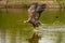 A hunting European eagle makes the landing above water, trees in the background. Grabs the prey in the lake with its