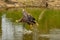 A hunting European eagle makes the landing above water, trees in the background. Grabs the prey in the lake with its claws. Detail