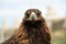 A hunting falcon animal avian beak bird of prey eagle falcon