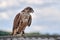 Hunting falcon lands on the cover of the car