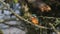 A hunting female Kingfisher, Alcedo atthis, perching on a twig that is growing over a river. It has been diving into the water