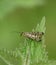 A hunting female Scorpion Fly, Panorpa communis, perching on a stinging Nettle leaf at the edge of woodland.