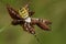 A hunting female Wasp Spider, Argiope bruennichi, on a reed.