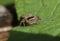 A hunting Fence-Post Jumping Spider, Marpissa muscosa, on a leaf.