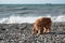 Hunting fluffy breed of dogs with large drooping ears. English Cocker Spaniel walks on beach and breathing in fresh air