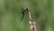 A hunting Four-spotted Chaser Dragonfly, Libellula quadrimaculata, perching on a plant at the edge of a lake.