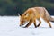 Hunting fox. Red fox, Vulpes vulpes, sniffs about prey in snow. Hungry beast in winter nature habitat.