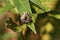 A hunting Garden Spider, Araneus diadematus, hiding on a leaf at the edge of its web.