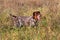 Hunting German shorthaired pointer