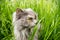 Hunting gray british cat in green grass