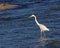 Hunting Great Egret